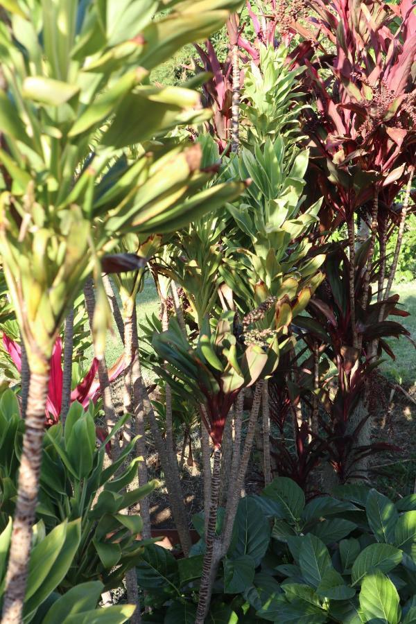God'S Peace Of Maui Bed & Breakfast Makawao Exterior photo